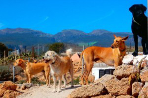 Tenerife Kennels